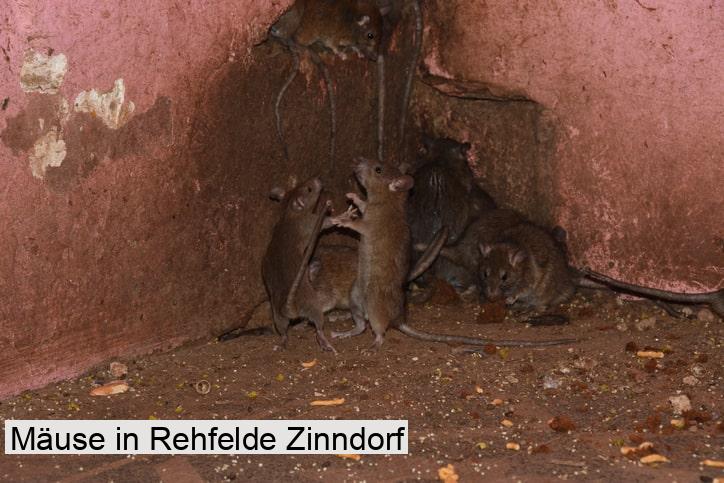 Mäuse in Rehfelde Zinndorf